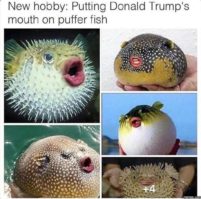 New hobby putting donald trump's mouth on puffer fish 4