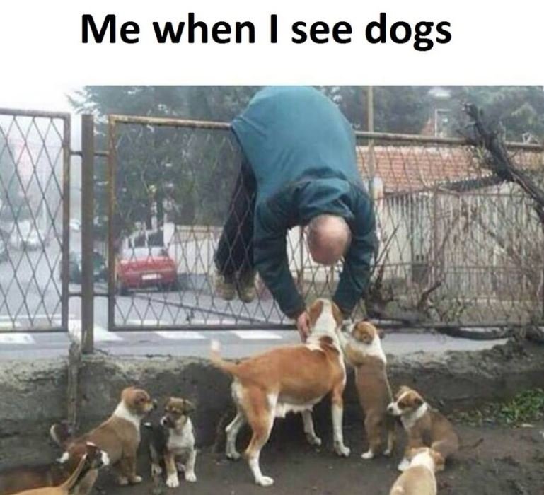 Me when i see dogs