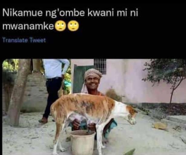 Nikamue ng 'ombe kwani mi ni mwanamke translate iweei