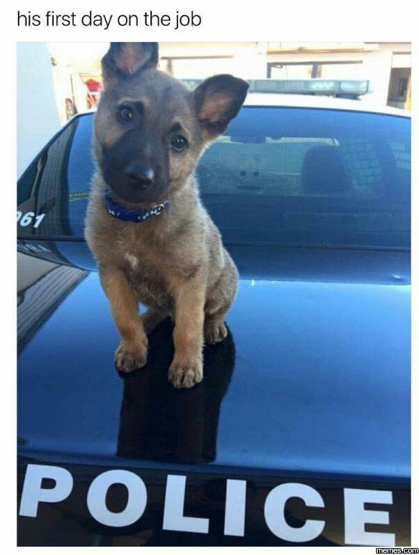 His first day on the job polige memesucom 761