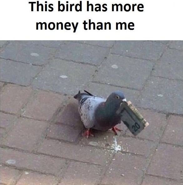 This bird has more money than me 90