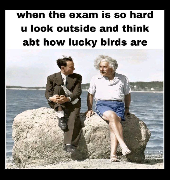 When the exam is s0 hard u look outside and think abt how lucky birds are