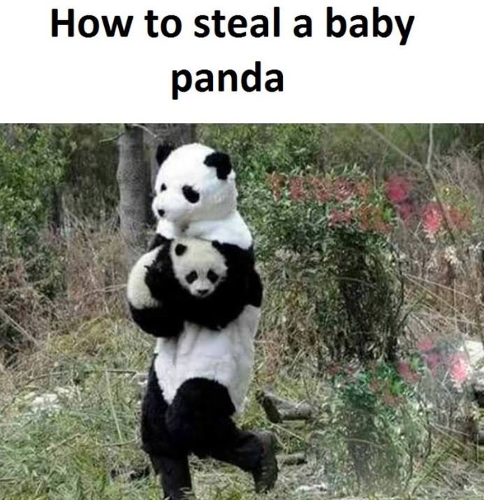 How to steal a baby panda