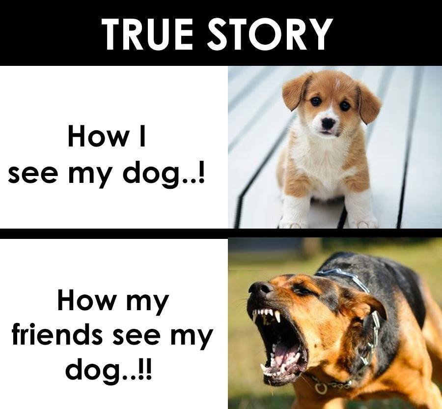 True story how see my dog! how my friends see my dog.!!
