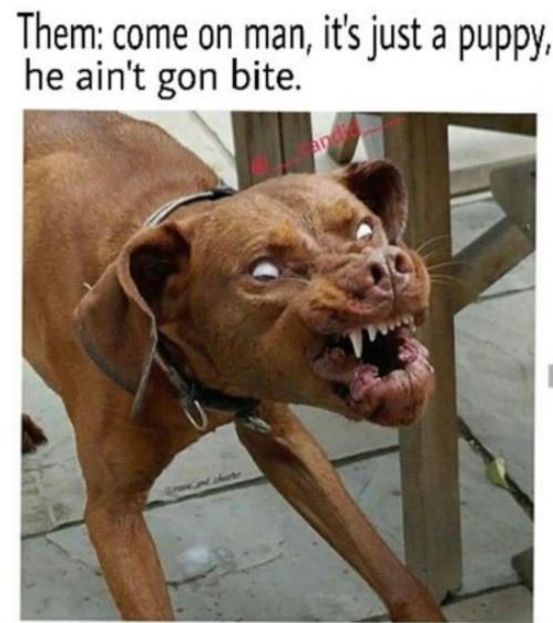Them come on man its just a puppy, he ain't gon bite