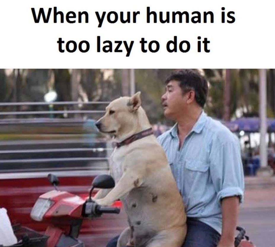 When your human is too lazy to do it