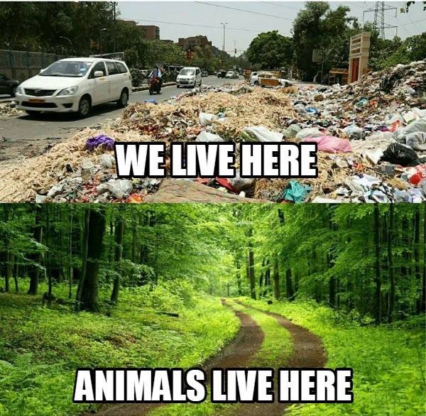 Welehere animalslive here