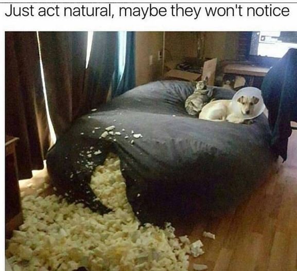 Just act natural maybe they wont notice