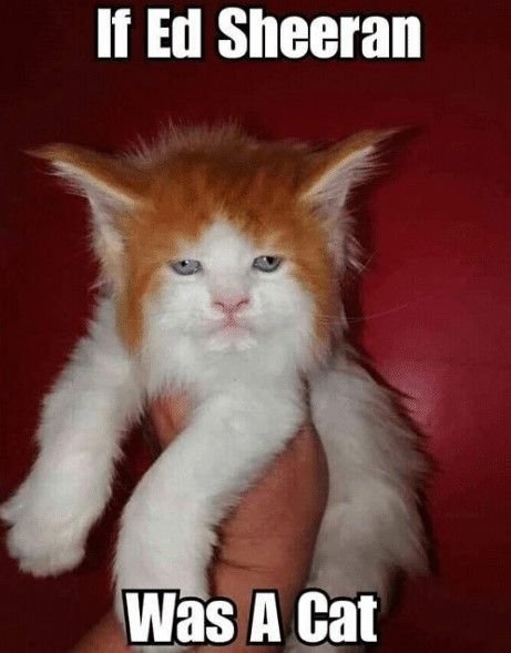If ed sheeran was a cat
