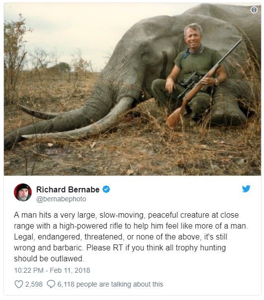 Richard bernabe bemabephoto a man hits a very large, slowmoving peaceful creatur