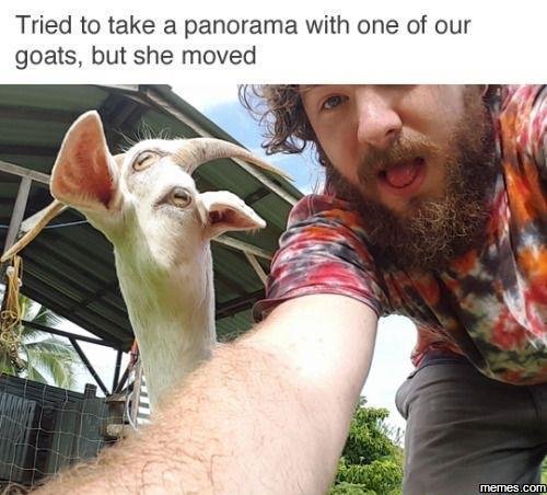 Tried to take a panorama with one of our goats, but she moved memes com