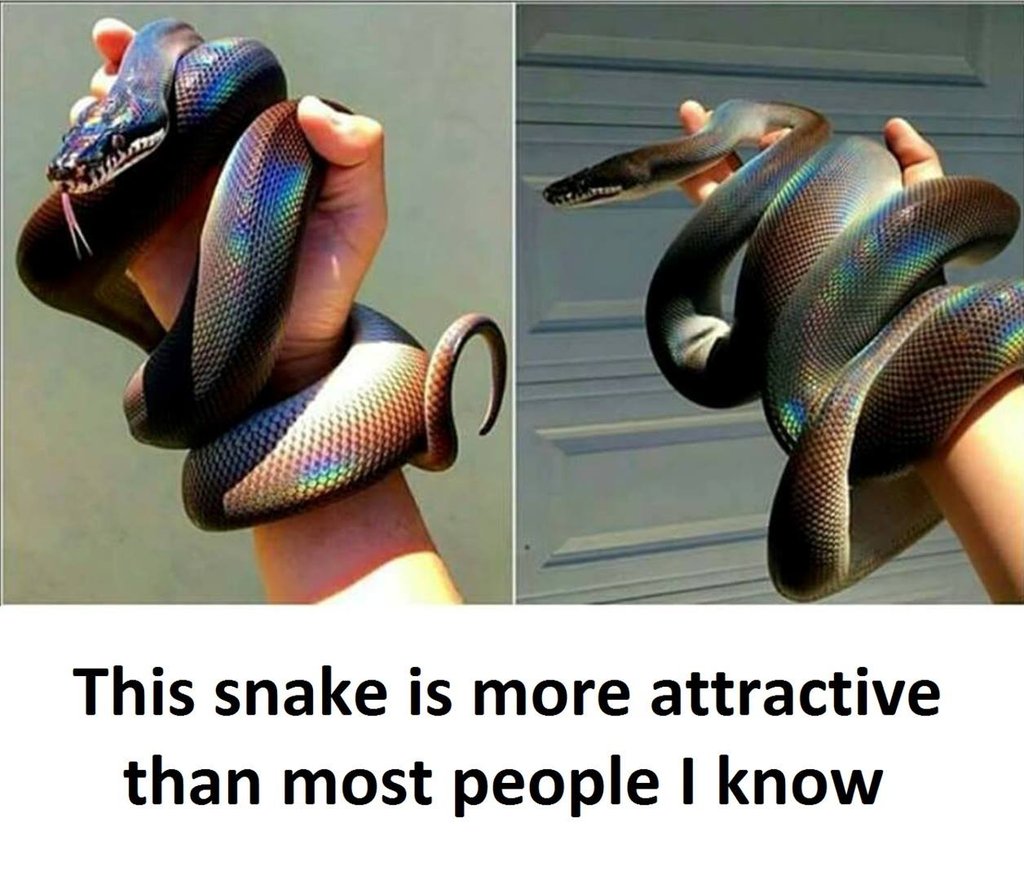 This snake is more attractive than most people know