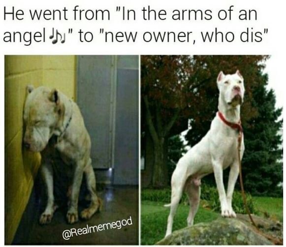 He went from in the arms of an angel j to new owner, who dis realmemegod