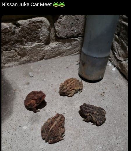 Nissan juke car meet