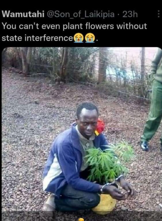 Wamutahi Son_of_Laikipia 23h You can't even plant flowers without state interfer