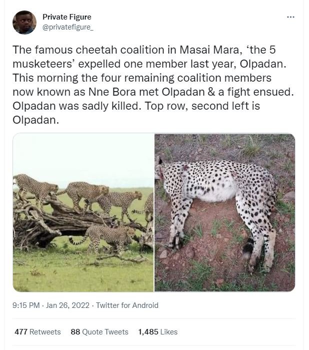 Private Figure privatefigure The famous cheetah coalition in Masai Mara, 'the 5