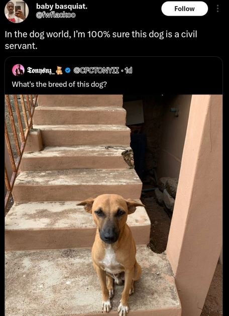 Baby basquiat. haillackoo follow in the dog world, l'm 100 sure this dog is a ci