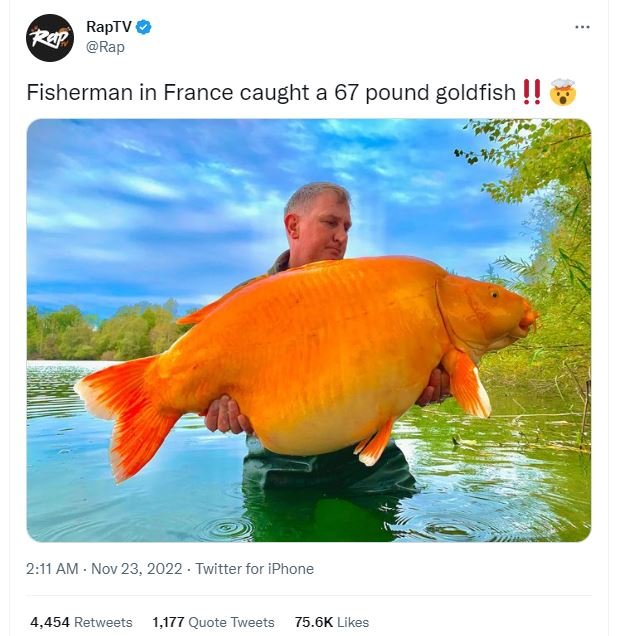 Raptv rap fisherman in france caught a 67 pound goldfish 211 am nov 23, twitter