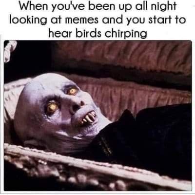 When you've been up all night looking at memes and you start to hear birds chirp