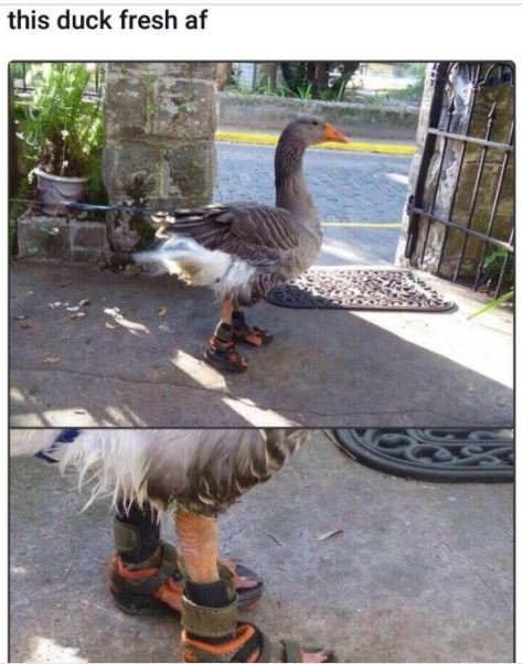 This duck fresh af