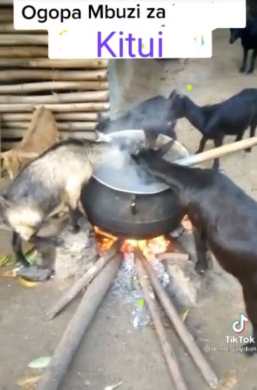 Ogopa mbuzi za kitui tiktok uenr jydinn