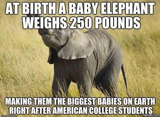 Atbirihababyelephant weighs250 pounds making them the biggestbabieson earth righ