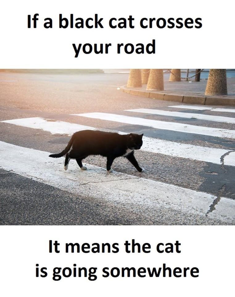 If a black cat crosses your road it means the cat is going somewhere