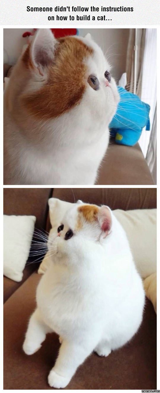 Someone didn't follow the instructions on how to build a cat.