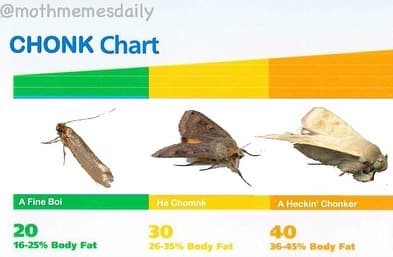 Mothmemesdaily chonk chart a fina bol hec , aheckin chonkar 20 16 body fat