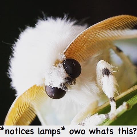 Notices lamps owo whats this?