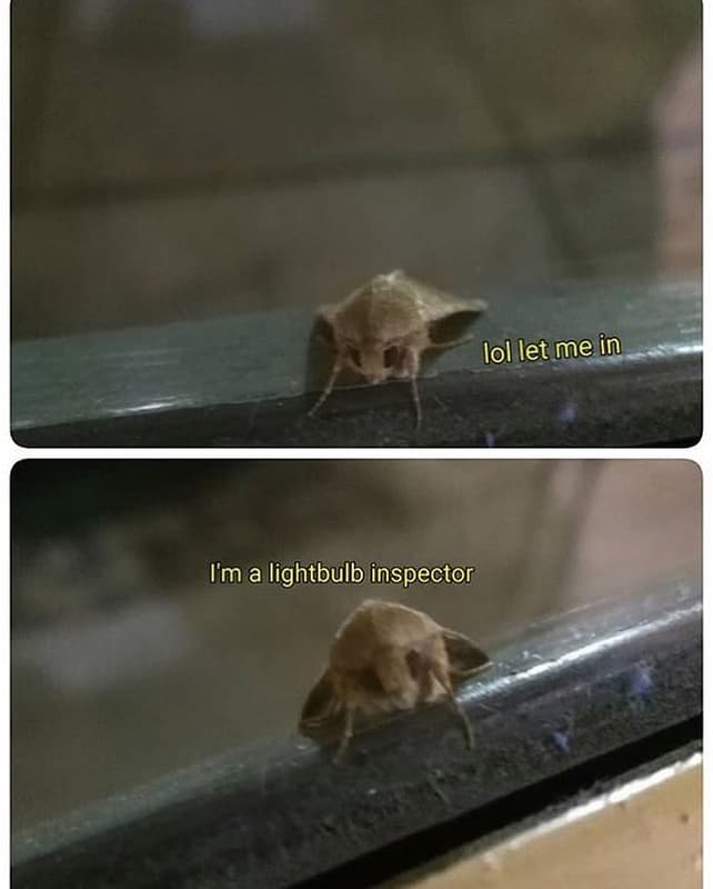 Iol let me in im a lightbulb inspector