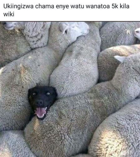 Ukiingizwa chama enye watu wanatoa 5k kila wiki