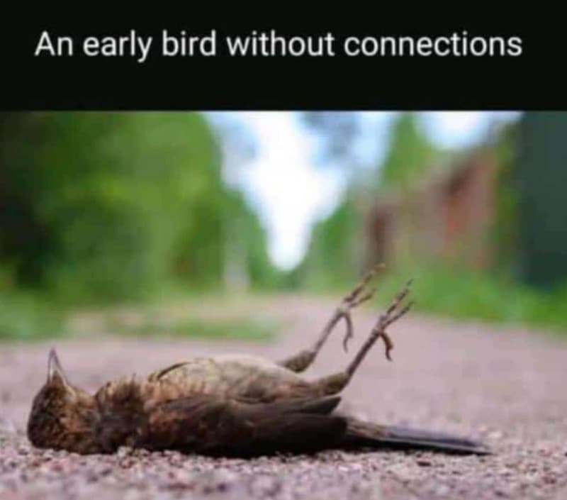 An early bird without connections
