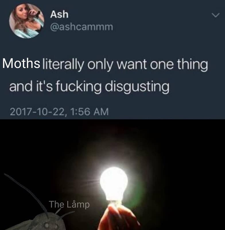 Ash ashcammm moths literally only want one thing and it's fucking disgusting 102
