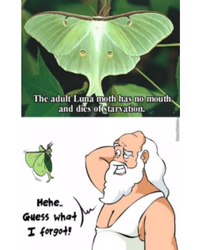 The aiult lund mth hnigm and dics olctarvatiun hehe guess whał i ergoł!