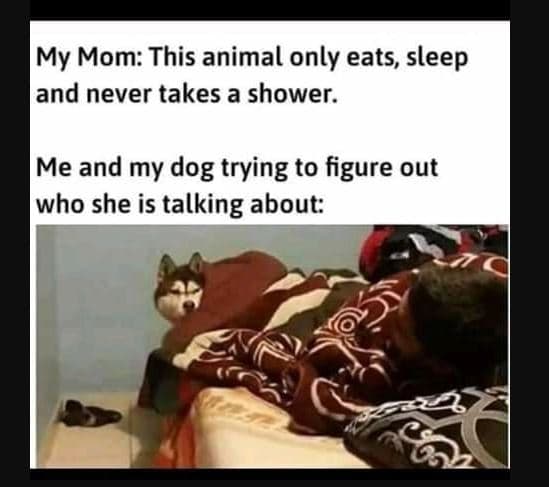 My mom this animal only eats, sleep and never takes a shower. me and my dog tryi