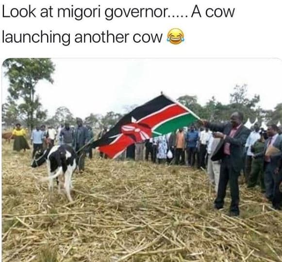 Look at migori governor. a cow launching another cow