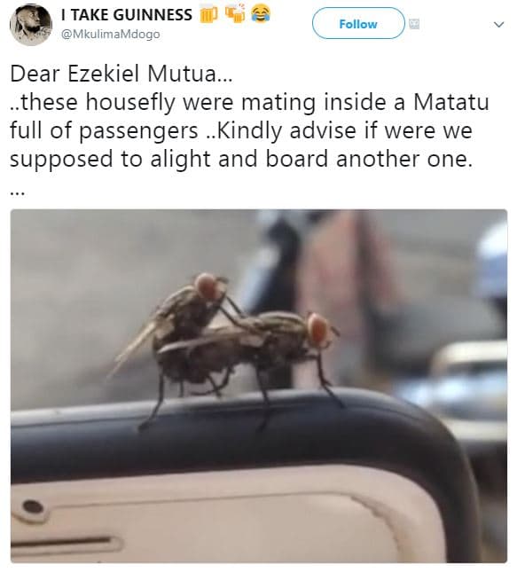 Take guinness mkulimamdogo follow dear ezekiel mutua. these housefly were mating