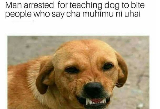 Man arrested for teaching dog to bite people who say cha muhimu ni uhai