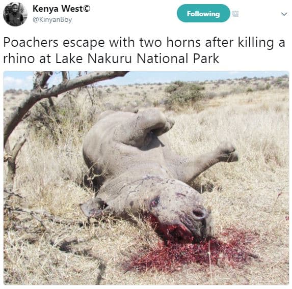 Kenya west kinyanboy following poachers escape with two horns after killing rhin