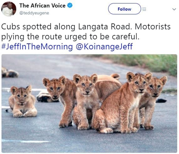 The african voice teddyeugene follow cubs spotted along langata road motorists p