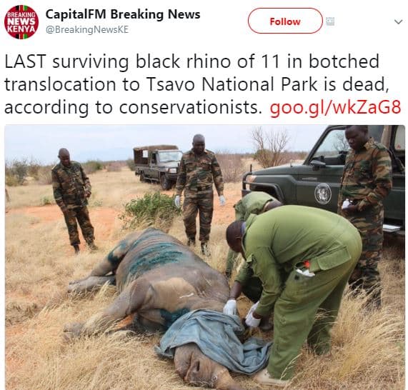 Awe capitalfm breaking news breakingnewske follow last surviving black rhino of