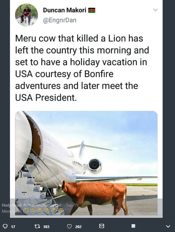 Duncan makori engnrdan meru cow that killed a lion has left the country this mor