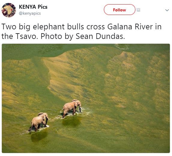 Kenya pics kenyapics follow two big elephant bulls cross galana river in the tsa