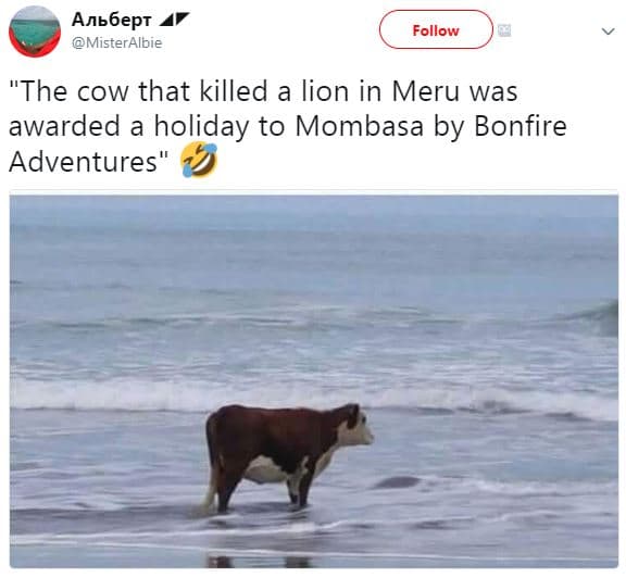 Anbbept misteralbie follow the cow that killed a lion in meru was awarded a holi