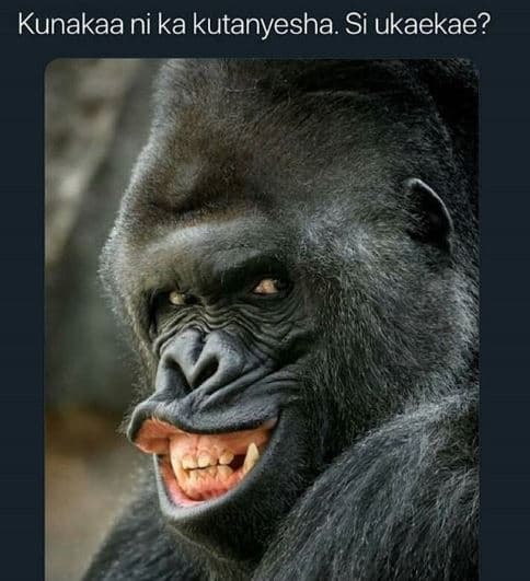 Kunakaa ni ka kutanyesha si ukaekae?