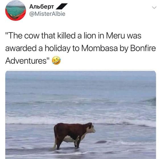Anb 6ept misteralbie the cow that killed a lion in meru was awarded a holiday to