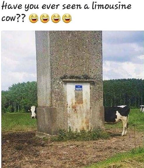Ave you ever seen a limousine cow??