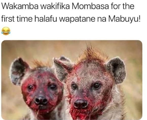 Wakamba wakifika mombasa for the first time halafu wapatane na mabuyu!