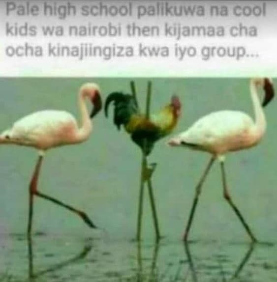 Pale high school pallkuwa na cool kids wa nairobi then kijamaa cha ocha kinajlin